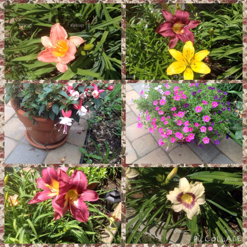 Flower collage. Shots of my patio flowers