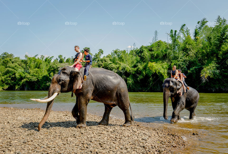 Elephants riding 