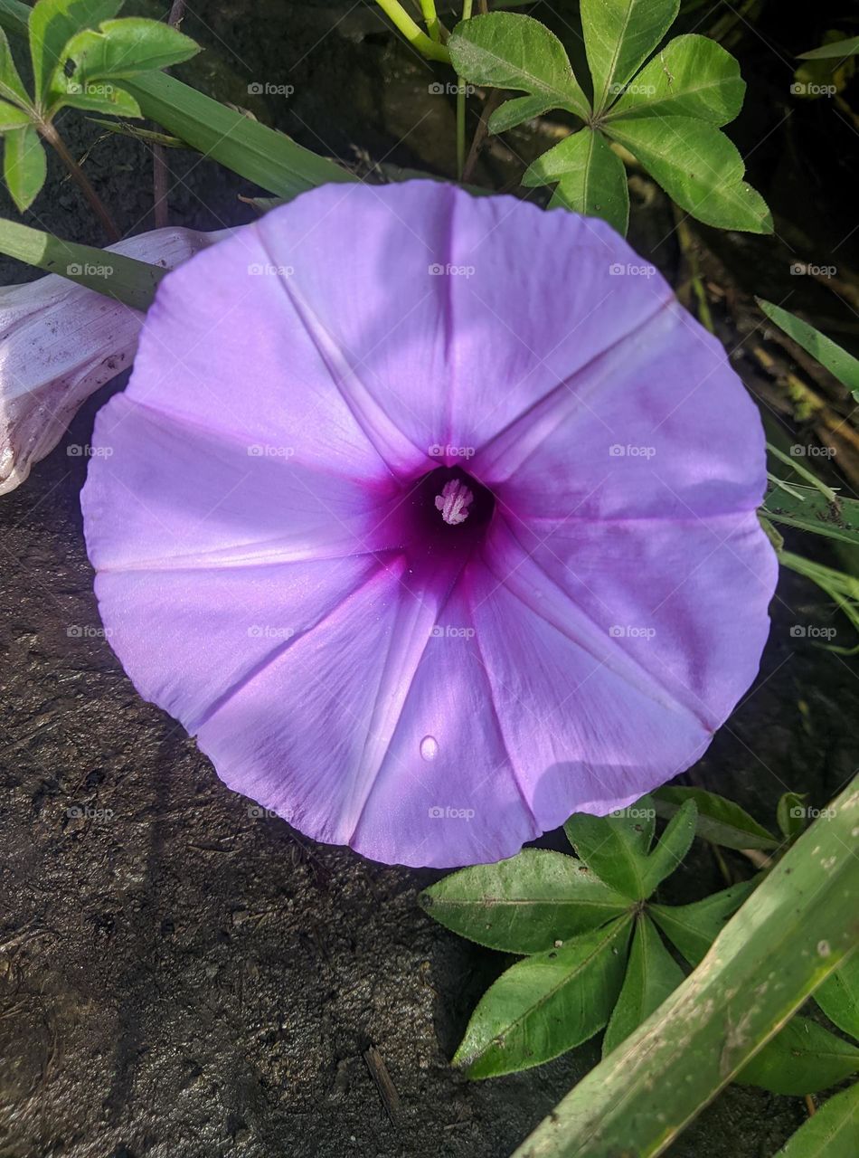 Purple flowers bloom with weeds