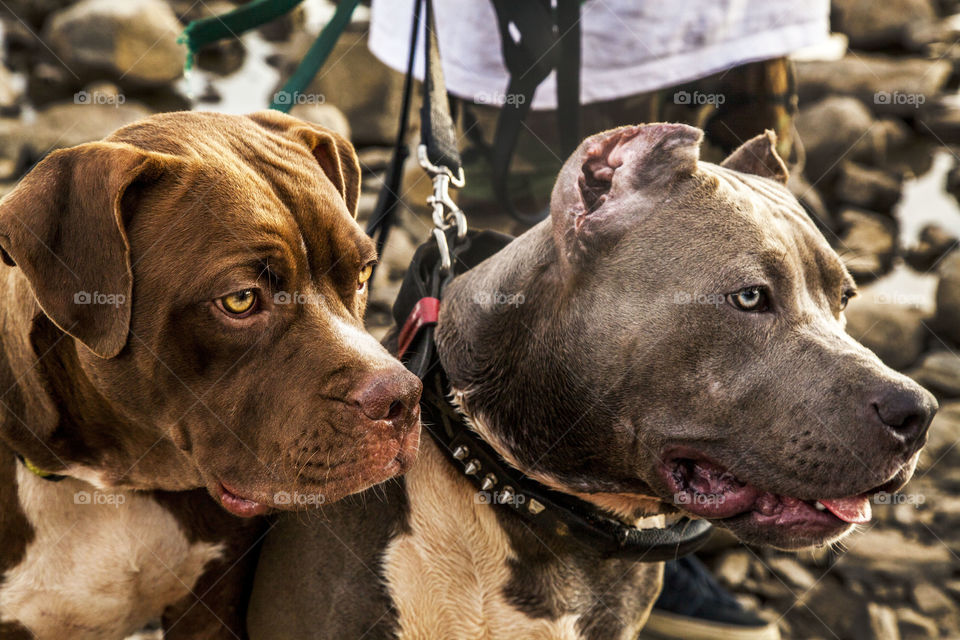 Two Pitbulls