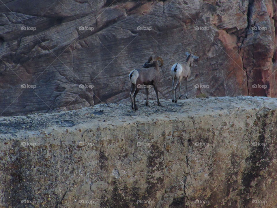 Grand Canyon sheep