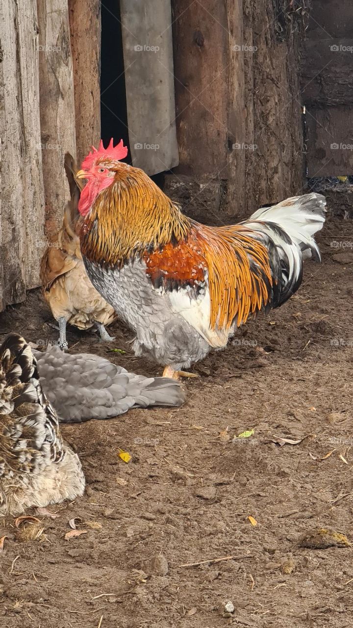 Hähnchen Hahn Bunt Bio Eier Hof Bauernhof