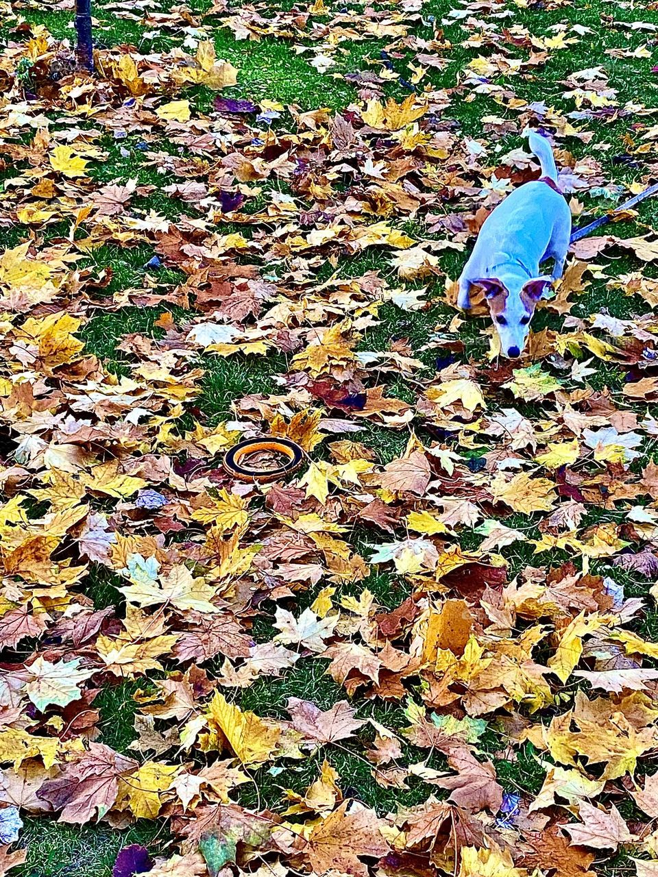 The dog wants to find his circle toy.