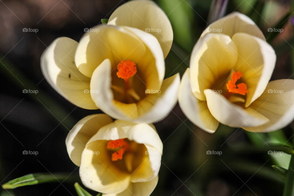 Pale yellow crocus. 