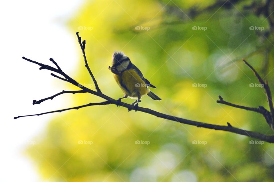 Blue Tit