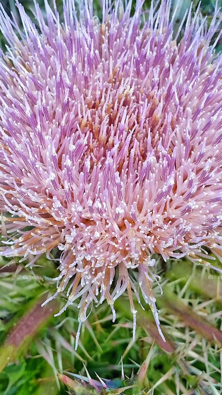 close up thistle flower bloom