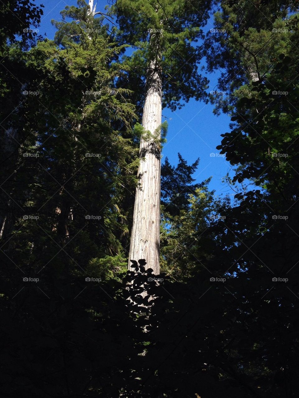 Giant redwood tree