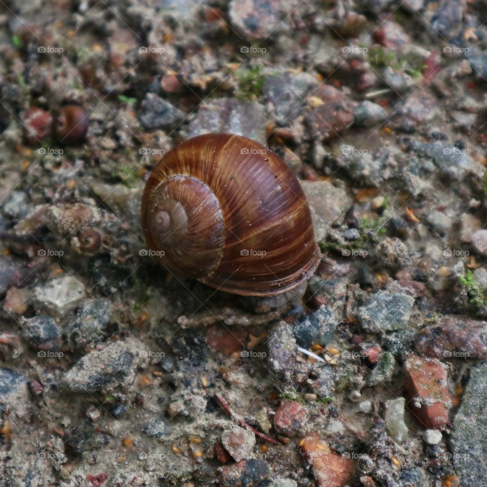 Snail