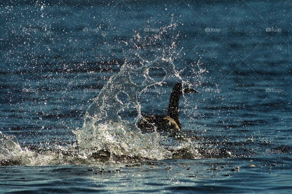 Goose Bathing