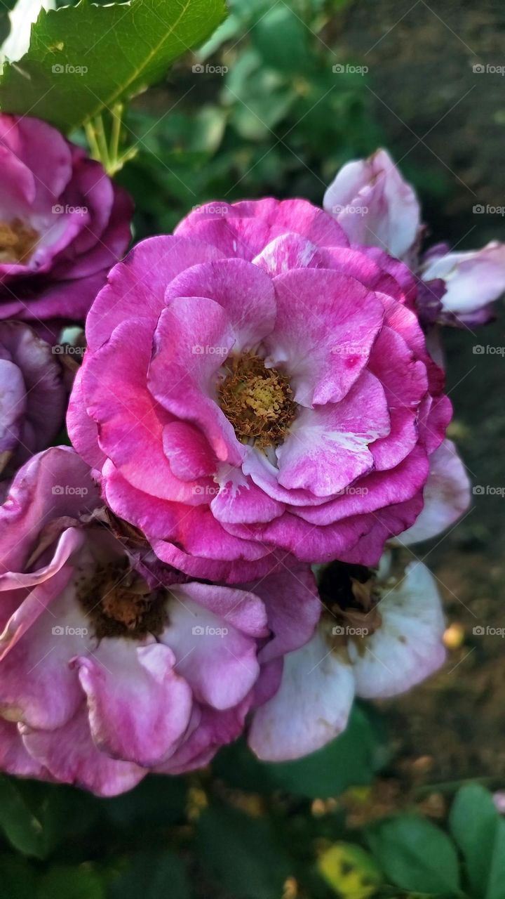 Macro photo of a flower growing in the garden