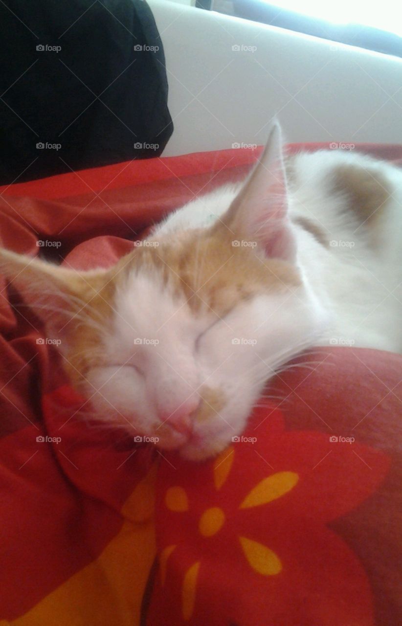 kleiner Kater schläft