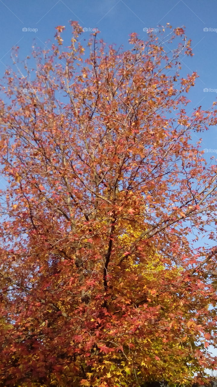 Autumn trees and sky
