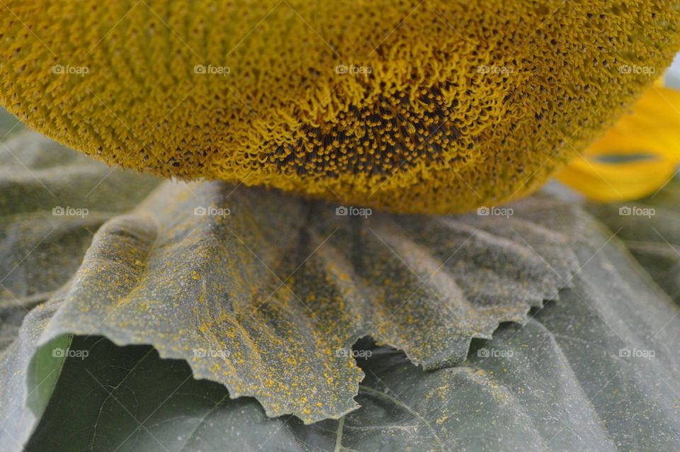 Sunflower With Pollen