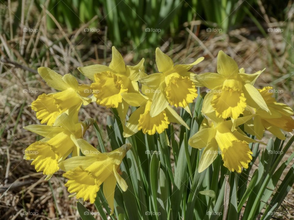Daffodils