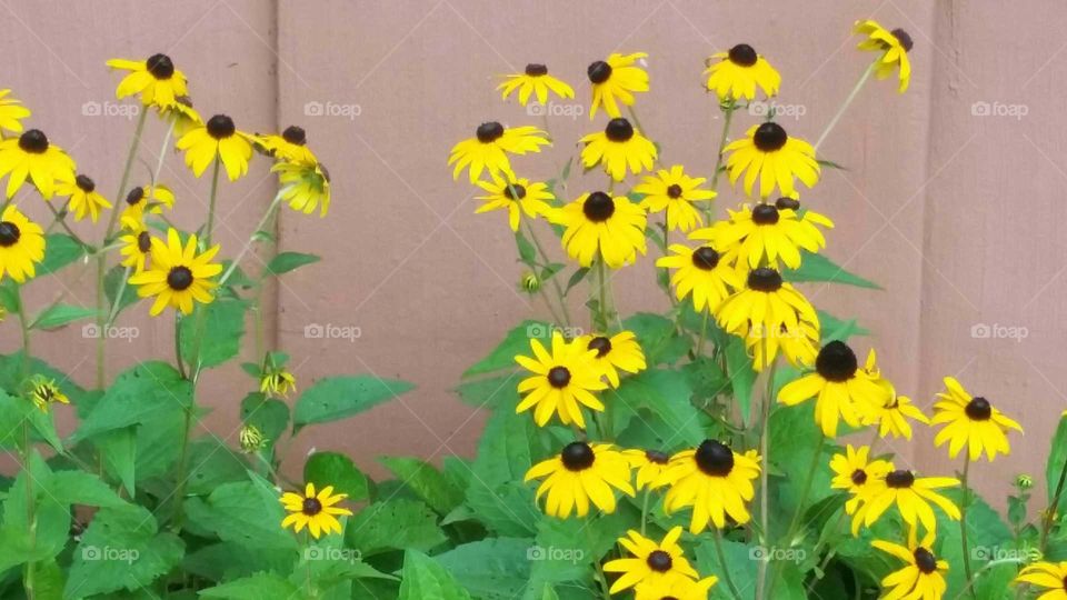 Black-eyed susan flowers against a wall