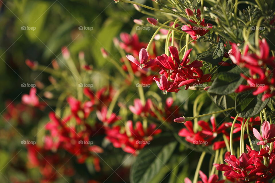 Hanging red flowers