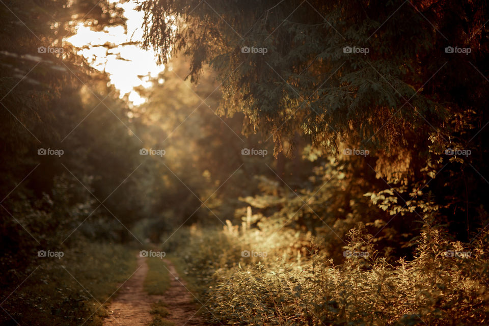 Summer evening in a forest