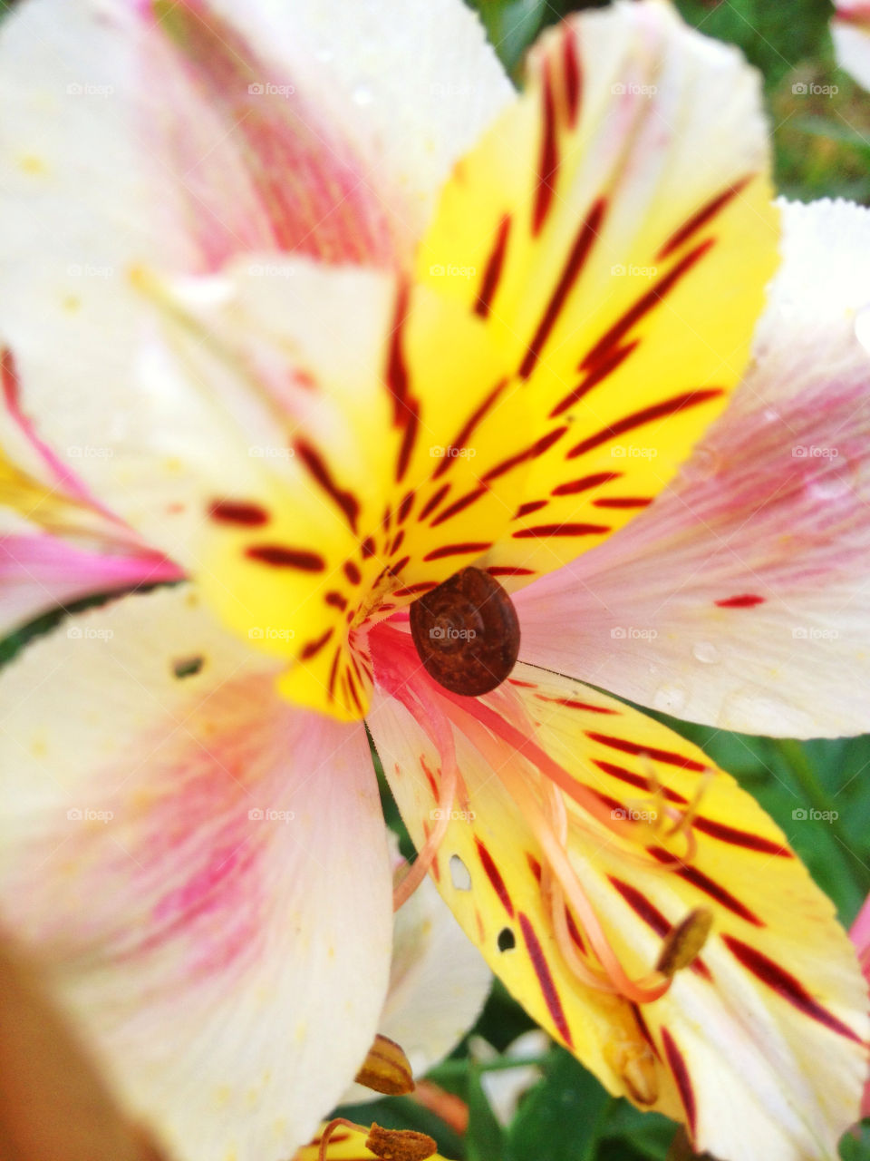 flower macro snail by roblaughton