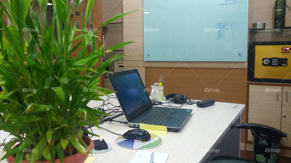 Chinese lucky bamboo plan at office desk
