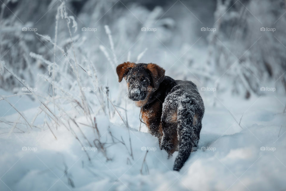 German shepherd portrait in a winter park 