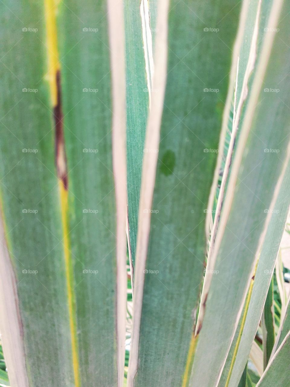 Palm tree leafs texture