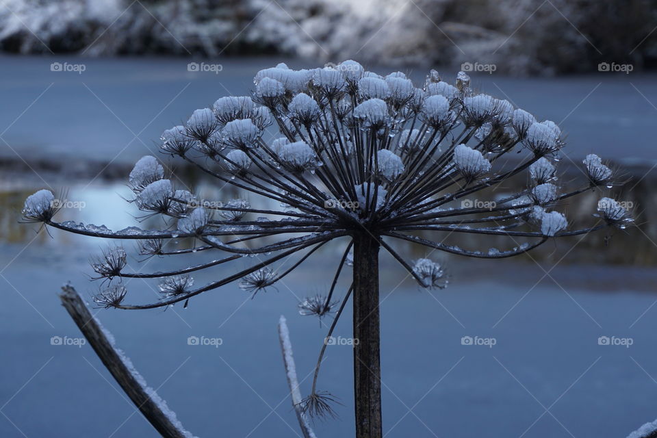 Icy riverbank flower 