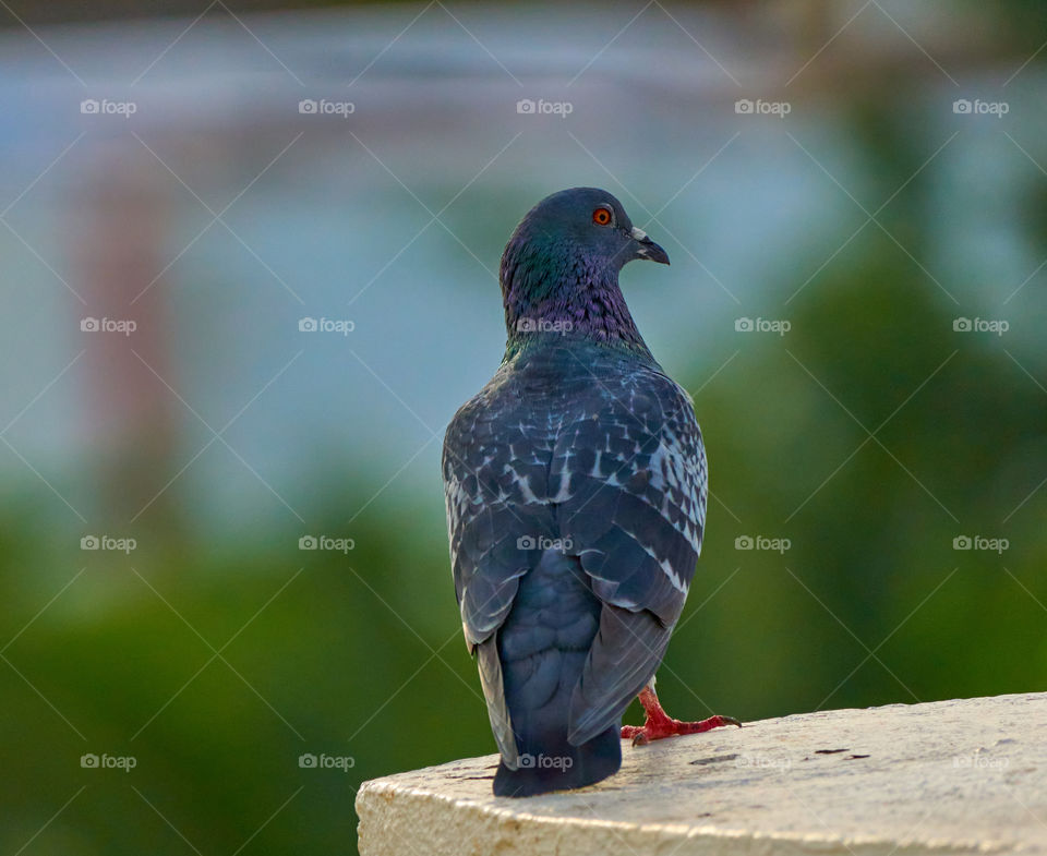 Bird photography - dove scouting