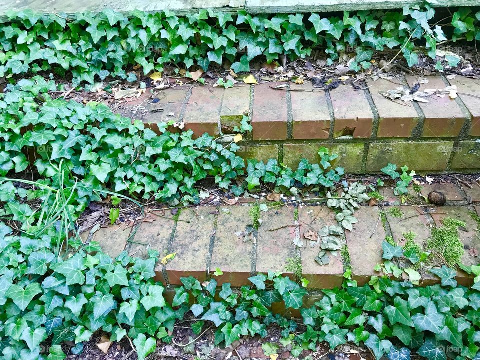 Ivy on Brick Steps