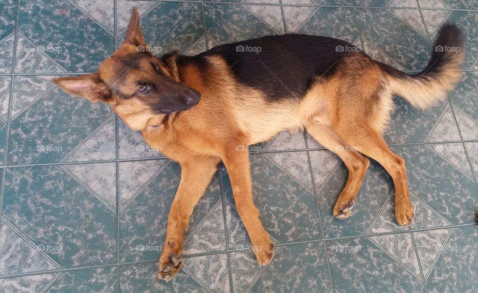 His face say 'problem?' what a dog! haaa