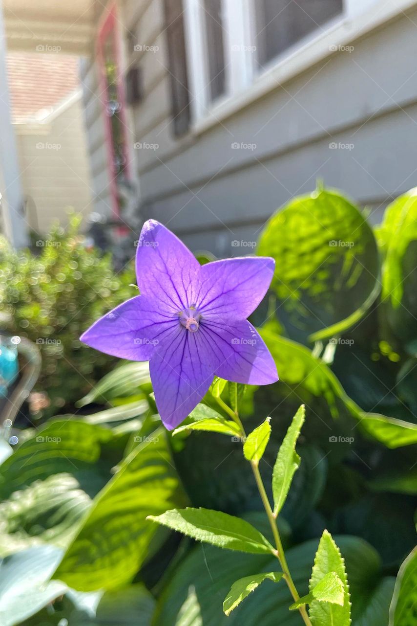 Purple balloon flower in the sunlight 