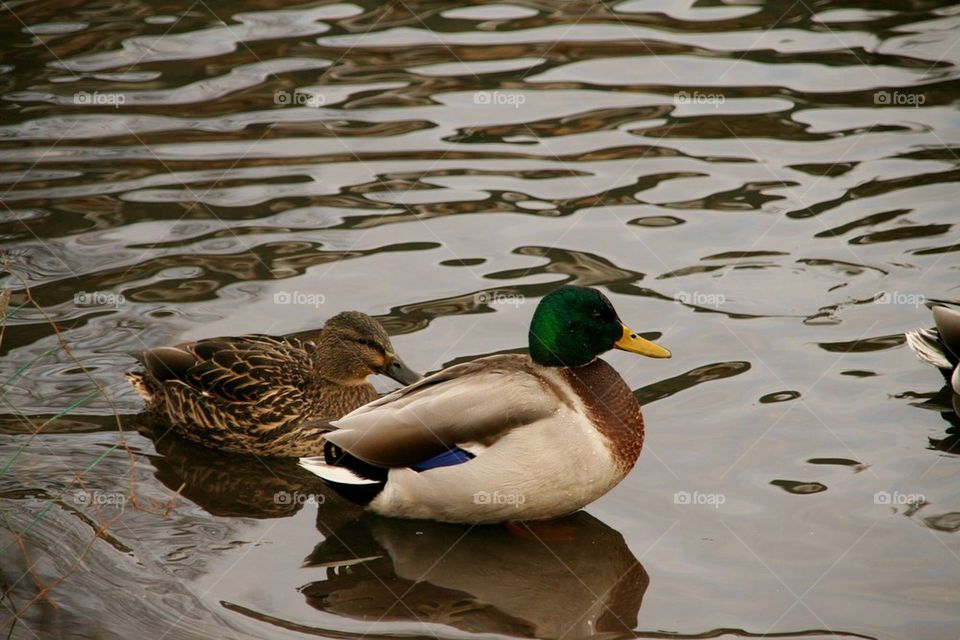 Ducks in a Lake
