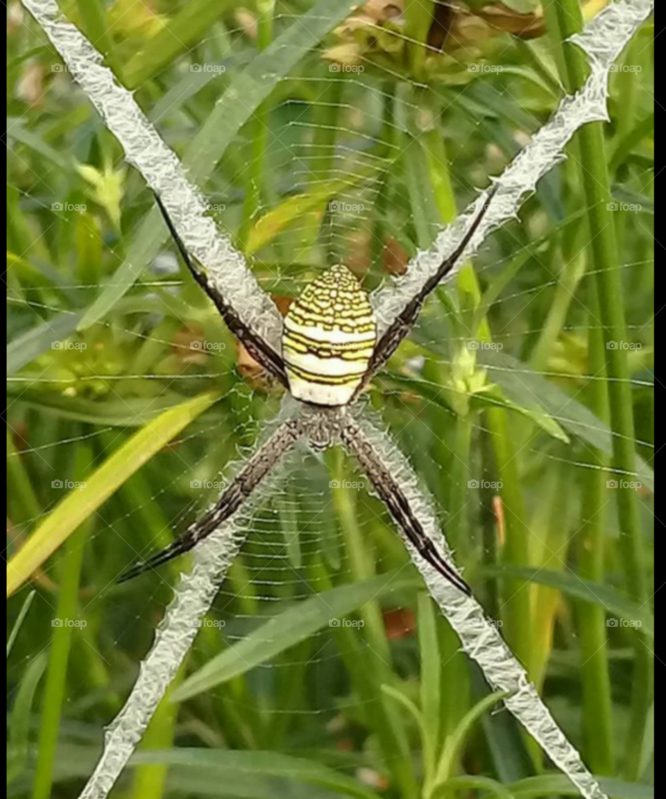Spider