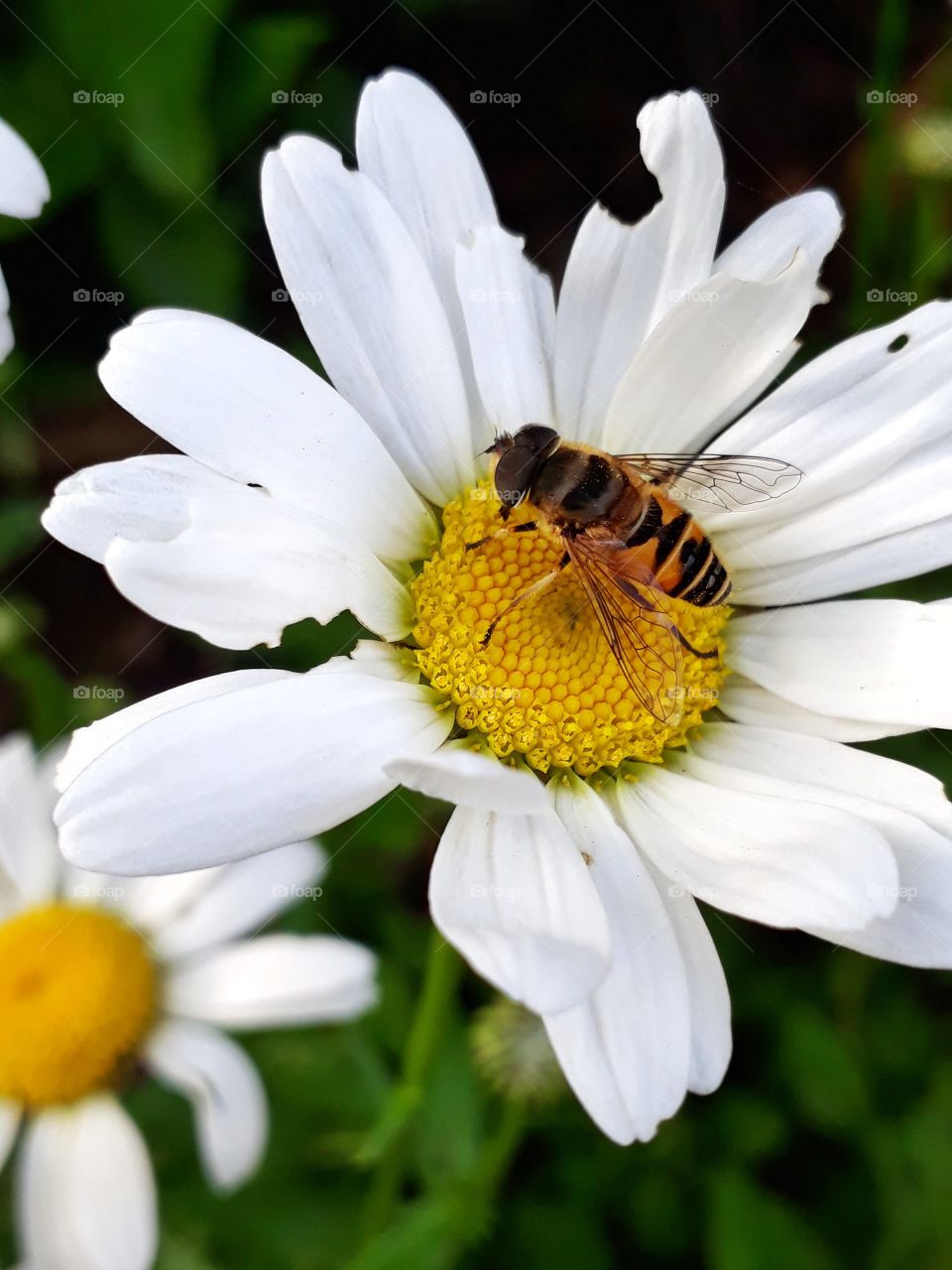 Insects and species of India