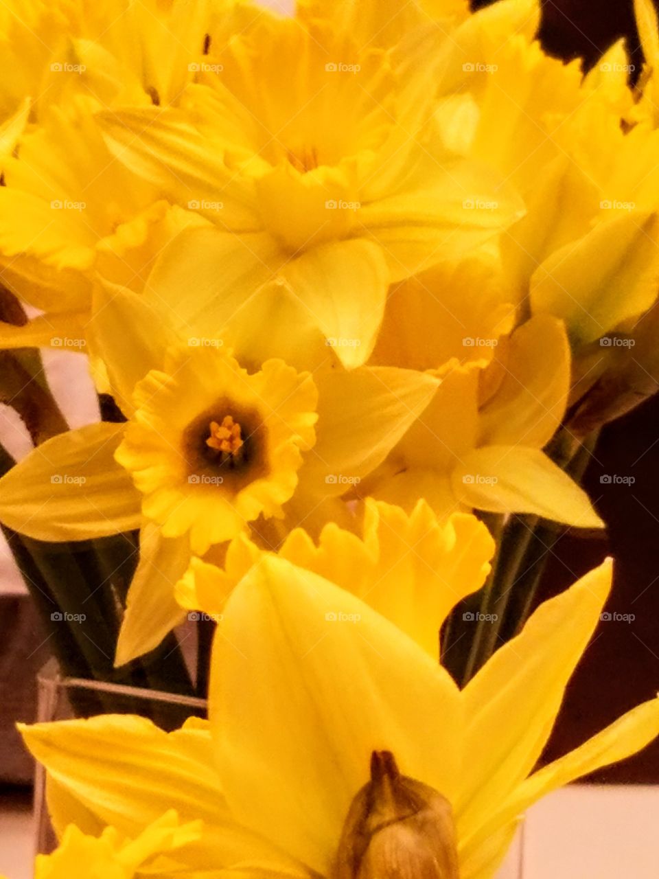 Beautiful Spring Flowers