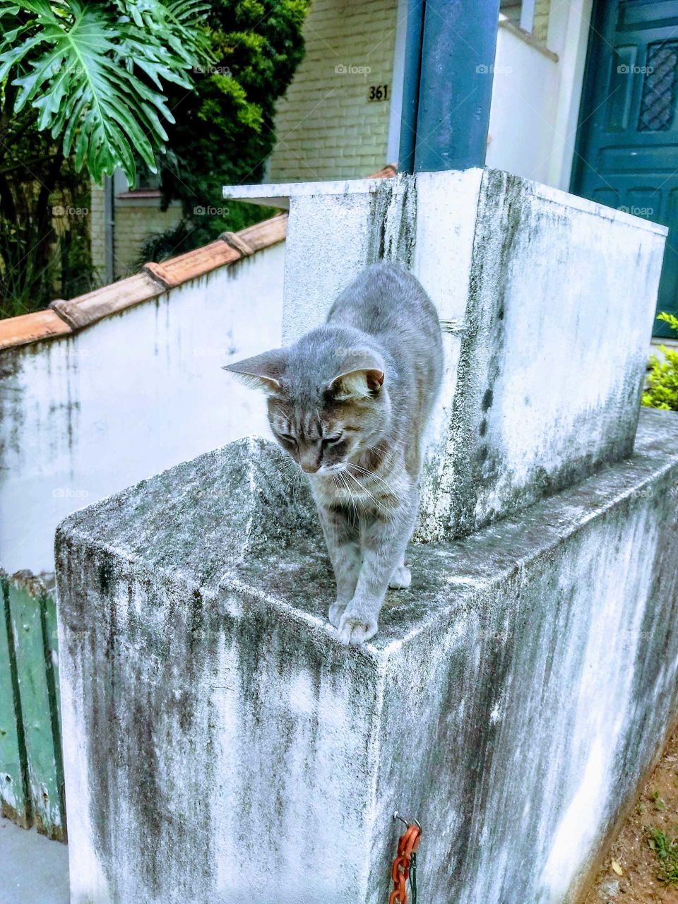 Grey cat