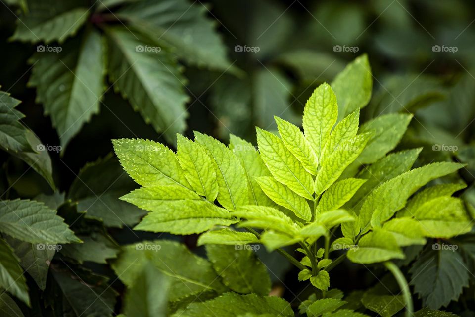 Young shoot of a tree.  New life in a green forest.  View from above.  Renewal concept.