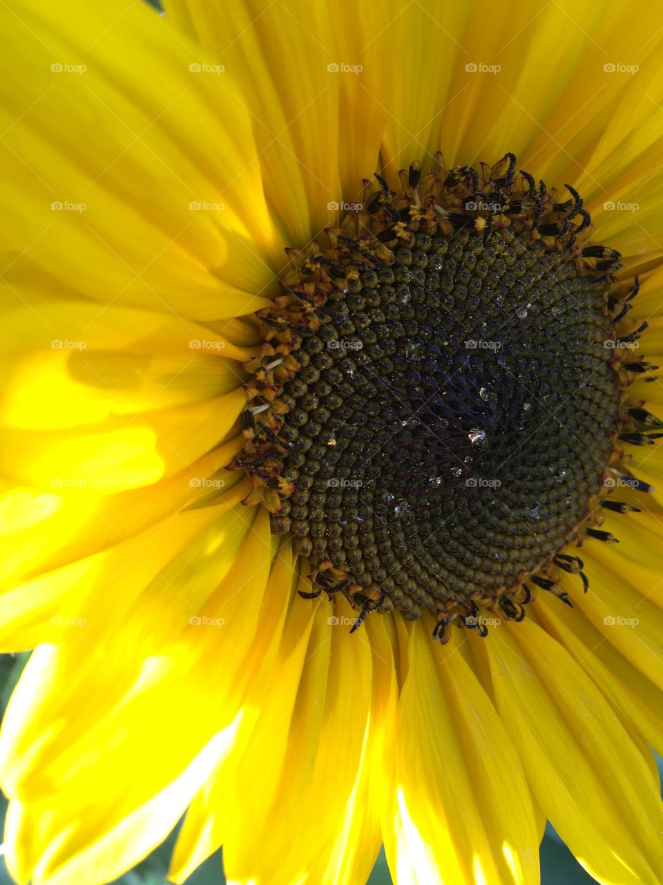 Sunflower in summer