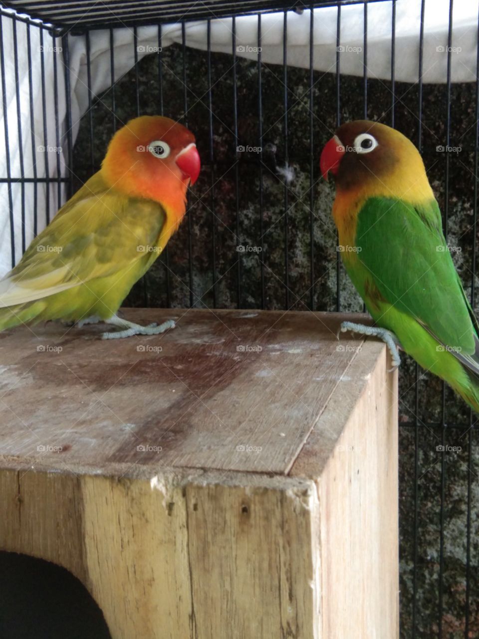 a pair of beautiful lovebirds in a cute moment