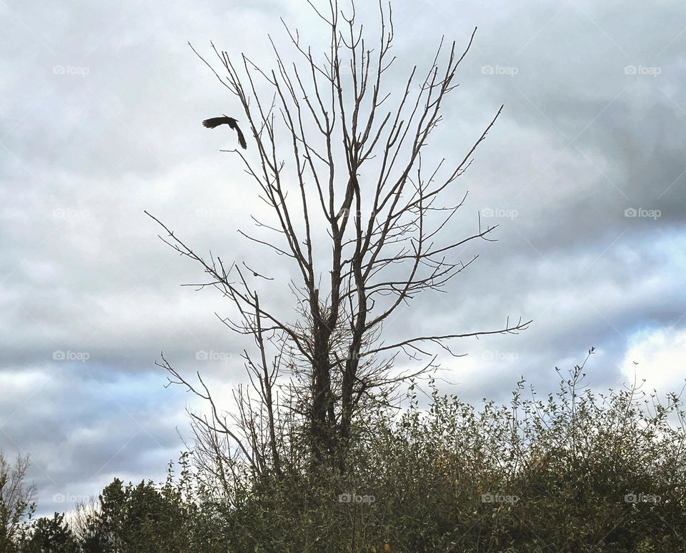 Two crows coming in for a landing on a tree with o leaves under a gray cloudy sky surrounded tall green shrubs