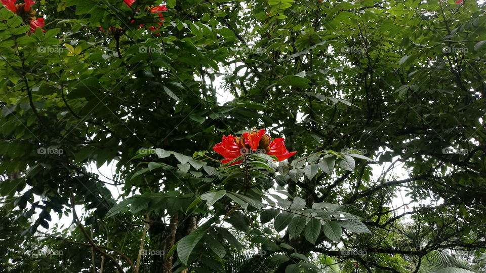FLOR VERMELHA ÁRVORE. 🌳