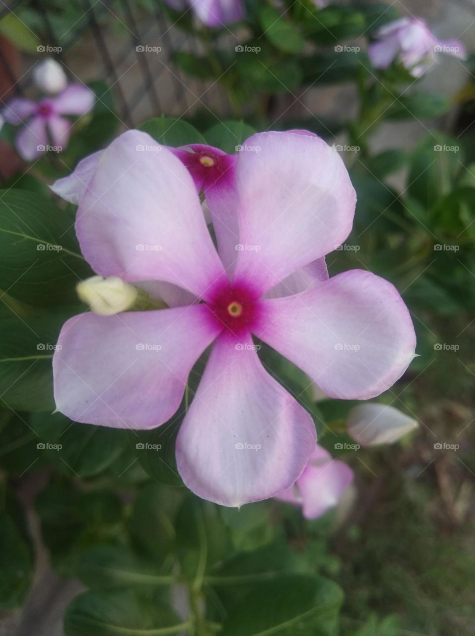 periwinkle pink flower seasonal fresh looks very beautiful generally found everywhere