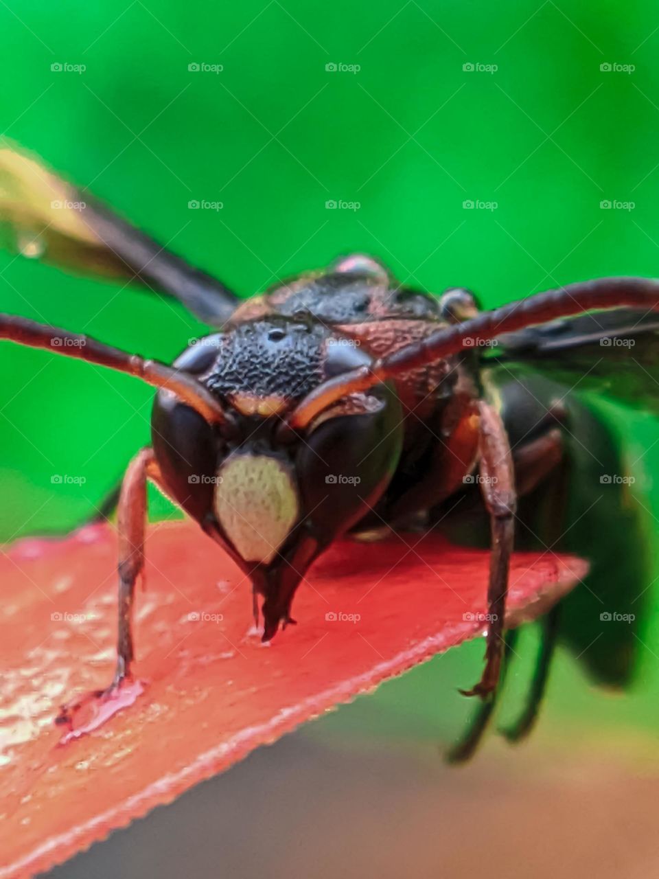 Red Horned bee