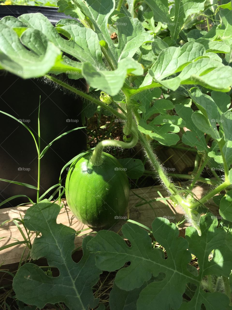 Growing watermelon