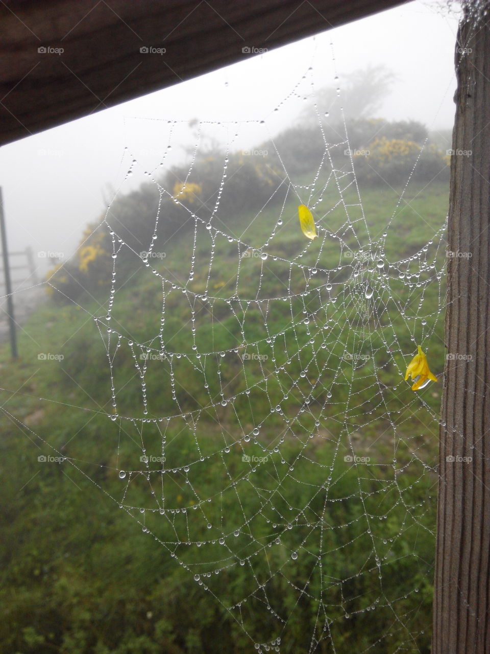 Spider web of water. Photo taken in covadonga(Spain)