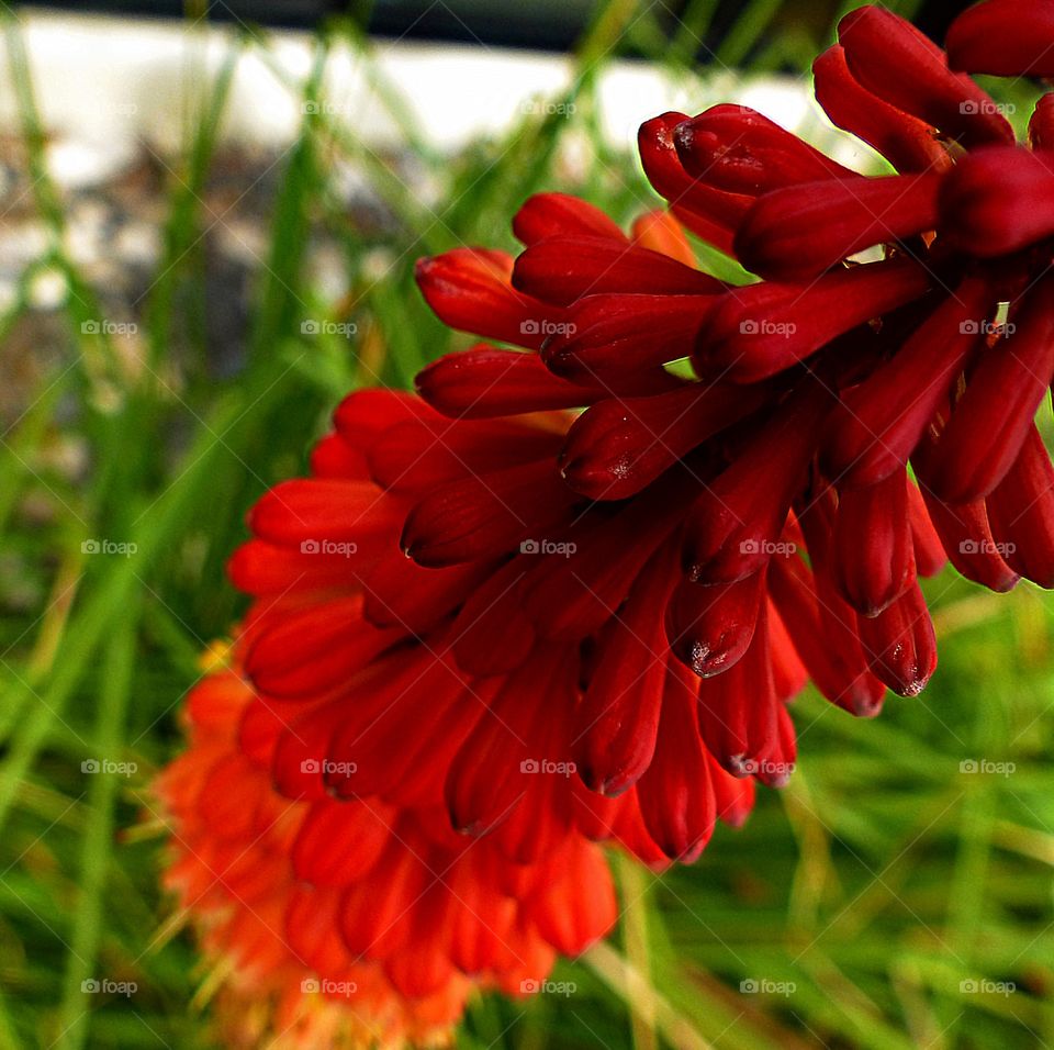 A up close photo of a Torch Lilly