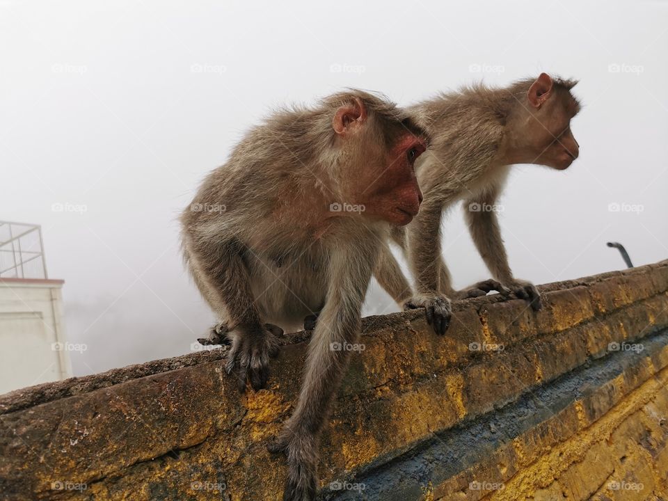 Monkeys watching something seriously