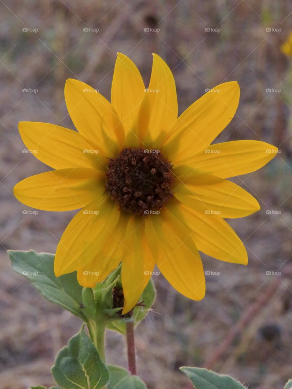 Dwarf Sunflower 🌻