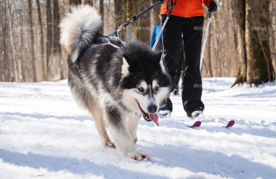 sled dogs