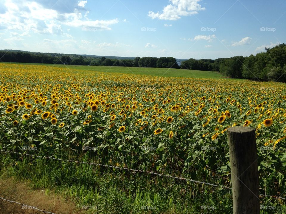 Sunflower field 