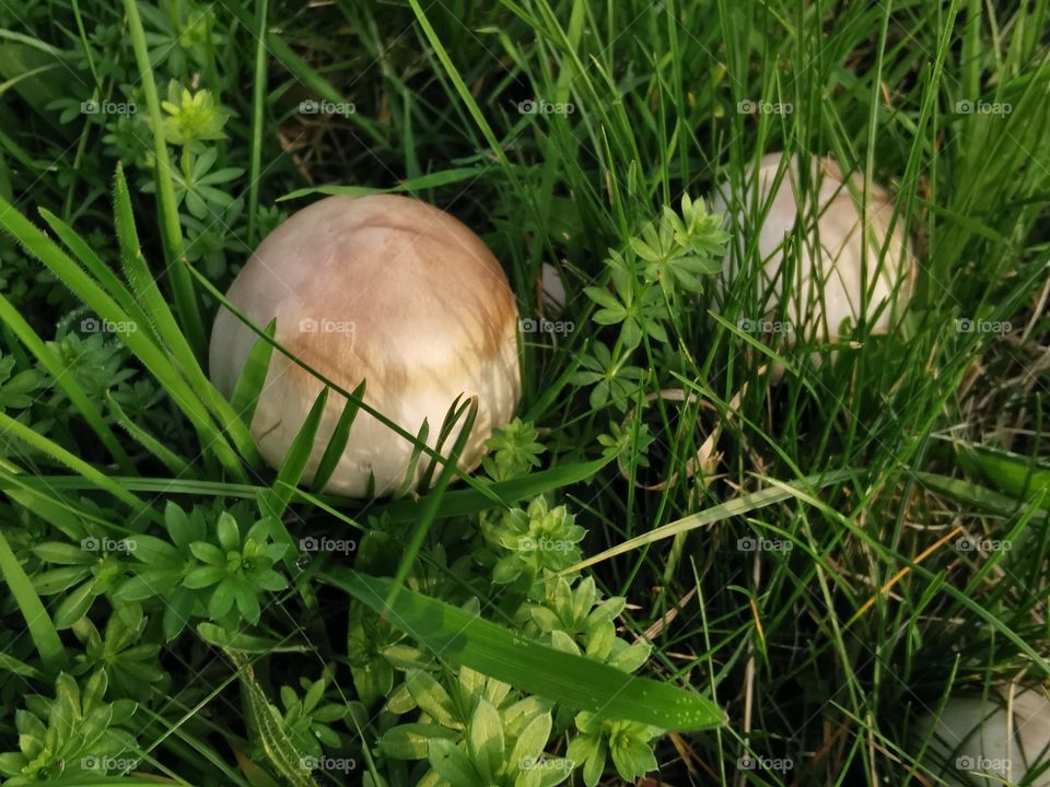 Mushrooms on the meadow